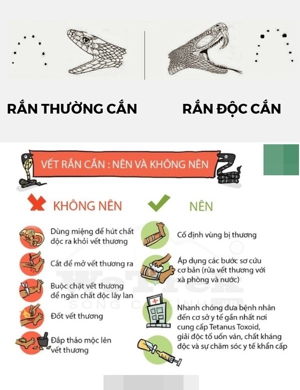 Một số lưu ý khi bị rắn cắn